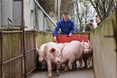 Afrikanische Schweinepest: Zaunbau treibt die Kosten nach oben - In drei Schweinemastbetrieben in Brandenburg ist die Seuche erstmals bei Hausschweinen nachgewiesen worden. 
