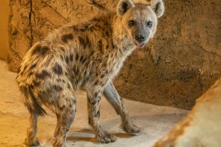 Afrikas beste Jäger: Tierpark nimmt Hyänenanlage in Betrieb - Tüpfelhyänen gab es im Tierpark noch nie zu sehen. Ab sofort gehören sie zum festen Tierbestand der Einrichtung. 