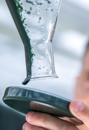Eine Masse aus Spirulina-Blaualgen wird für weitere Untersuchungen in ein Glasgefäß gefüllt.