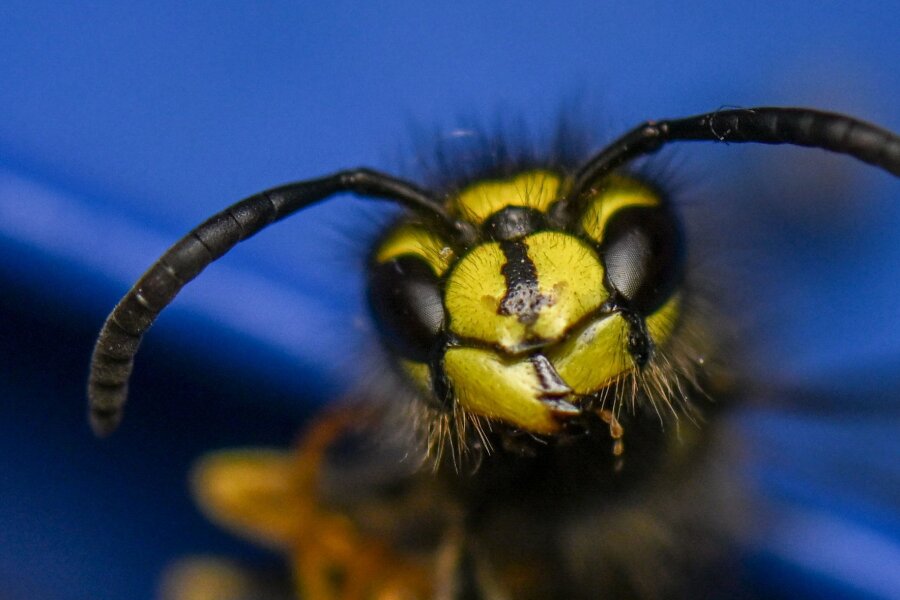 Allergie bei Insektenstichen: Immuntherapie kann helfen - Eine Immuntherapie kann vor schweren allergischen Reaktionen auf Insektengift schützen. (