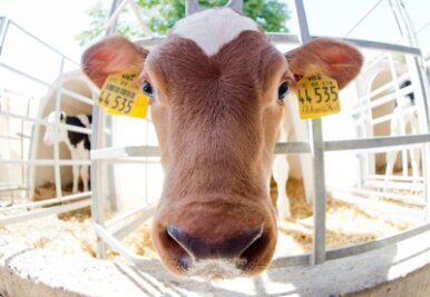 Alles eine Frage des Preises - Die Milchleistung einer Kuh hängt von vielen Faktoren ab, die sich nicht immer mit Technik regeln lassen.