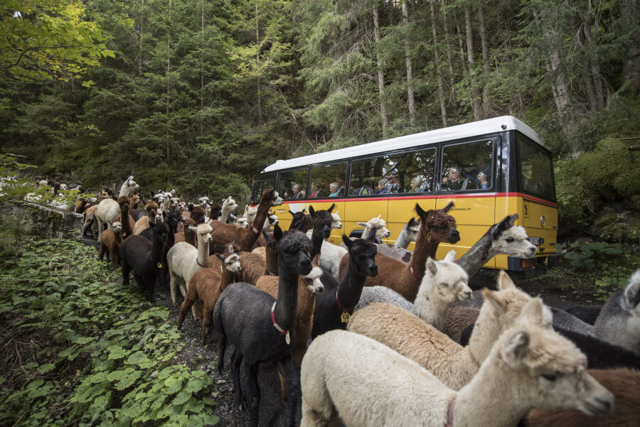  Lamas und Alpakas ziehen am von der Alp Gorneren und der Griesalp zurück ins Kiental (Schweiz). 