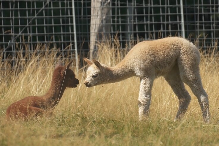 So süß ist der Alpaka-Nachwuchs in Oberwiesenthal: Die Kleine Hexe (links) und Bibi Blocksberg sind vor wenigen Tagen auf der Traumweide geboren worden. Ein drittes Fohlen wird noch erwartet. 