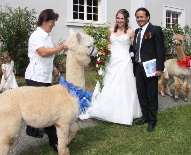Hochzeit mit Alpakas