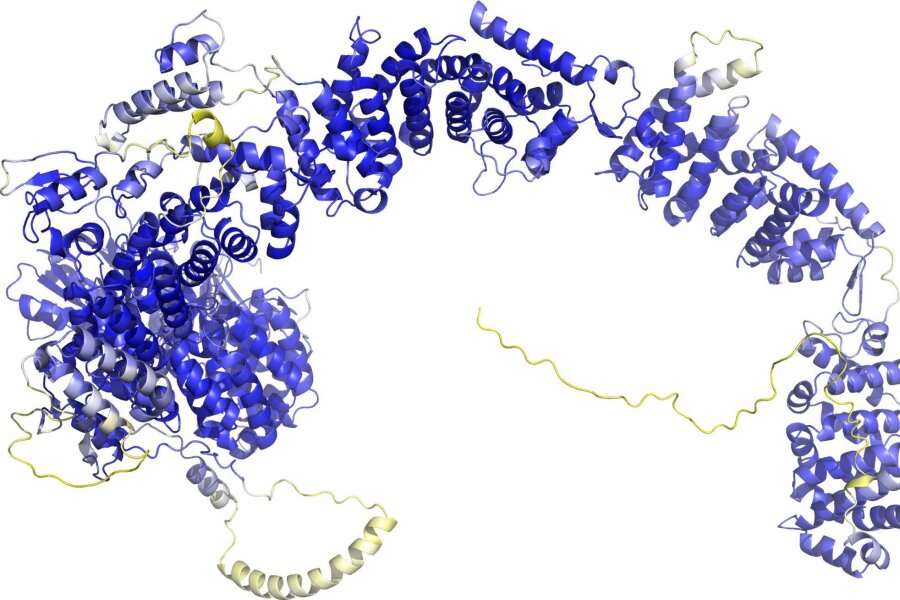 "AlphaFold 3" sagt Struktur aller Moleküle des Lebens voraus - Das Modell der AlphaFold Protein Structure Database stellt das Rückgrat der Proteinstruktur dar. Sogenannte Sekundärstrukturelemente sind als Bänder wiedergegeben. In den blauen Bereichen ist das Model vermutlich zuverlässig. Die gelben Bereiche sind wahrscheinlich flexibel, und nur eine mögliche Struktur ist dargestellt.