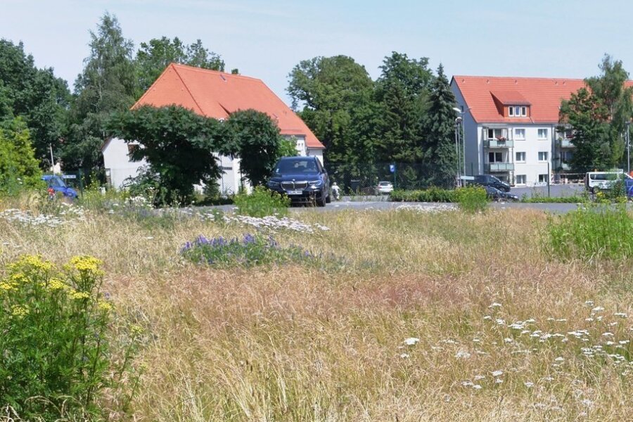 Altenheim-Projekt in Freiberg: Anwohner wollen lieber weitere Eigenheime - Über die künftige Bebauung der Wiese am Mühlweg 1, wo jetzt Schafgarbe und Goldrute wachsen, ist einDisput entbrannt. 