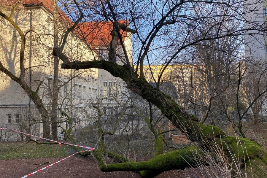 Alter Baum stürzt auf Hof von Chemnitzer Schule - Das Außengelände des Chemnitzer Goethegymnasiums: Der Bereich um den umgefallenen Baum wurde mittlerweile abgesperrt.
