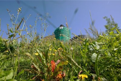 Am Plauener Schlossberg wuchert das Unkraut - Es grünt so grün: Der Schlosshang ist üppig bewachsen - nicht nur mit gewünschten Wiesen- und Kräuterpflanzen, sondern auch mit reichlich Unkraut. 