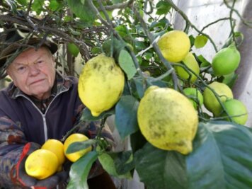 Am Sachsenring werden die letzten Zitronen geerntet - Beim Hohenstein-Ernstthaler Manfred Reichenbach wächst im Gewächshaus eine selbst gezüchtete Zitronensorte. Noch ist Erntezeit.