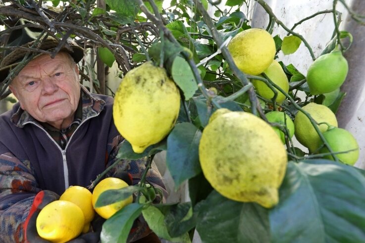 Beim Hohenstein-Ernstthaler Manfred Reichenbach wächst im Gewächshaus eine selbst gezüchtete Zitronensorte. Noch ist Erntezeit.