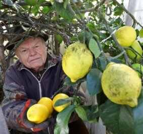 Am Sachsenring werden die letzten Zitronen geerntet - Bei Manfred Reichenbach in Hohenstein-Ernstthal wächst im Gewächshaus eine selbst gezüchtete Zitronensorte. Noch ist Erntezeit.