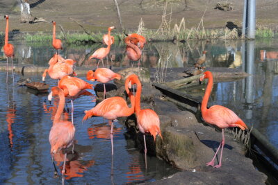 Amerika-Tierpark in Limbach-Oberfrohna nach Corona-Fall ab Dienstag wieder geöffnet - Flamingos im Limbacher Tierpark