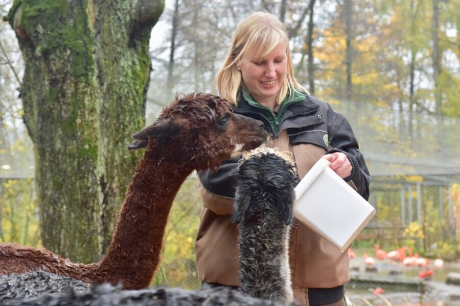 Amerika-Zoo: Die Wunschliste der neuen Tierparkchefin - Die neue Leiterin des Limbach-Oberfrohnaer Amerika-Tierparks, Claudia Terwort, beim Füttern von Alpakas.