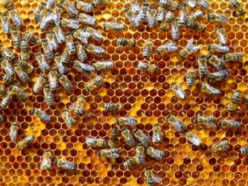 Amerikanische Faulbrut bricht in Bienenstand aus - 