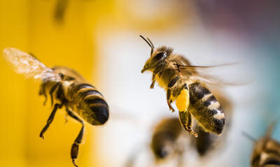 Amerikanische Faulbrut in Bienenbestand in Großhartmannsdorf festgestellt - 