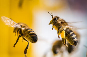 Amerikanische Faulbrut in Bienenbestand in Großhartmannsdorf festgestellt - 