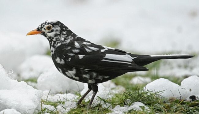 Amsel in Schwarz-Weiß - 