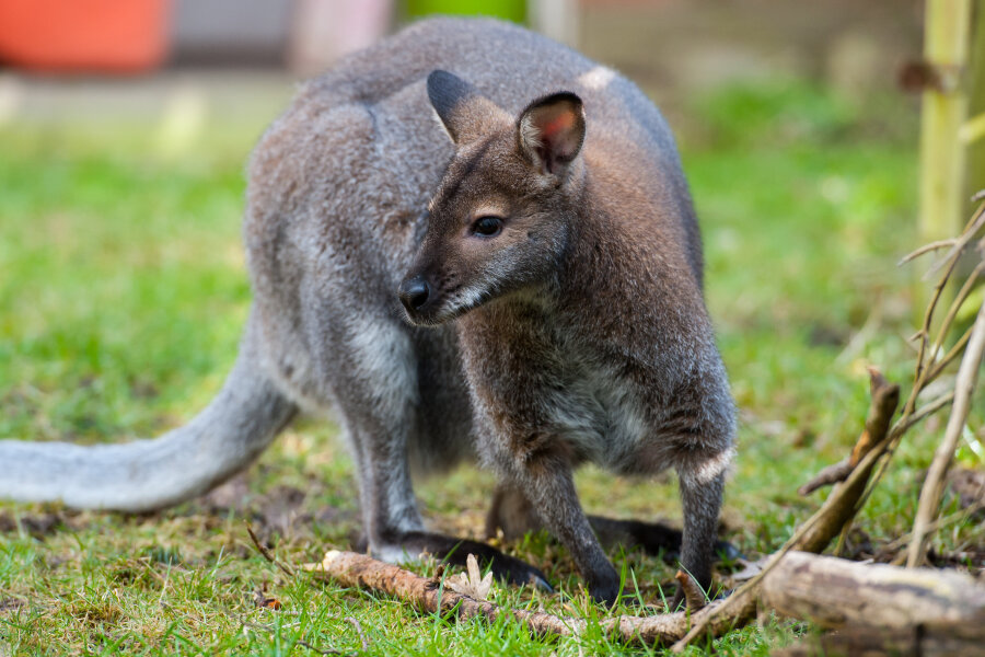 Amt nimmt Familie ihr Känguru weg - Das Känguru Viggo sitzt im Garten. Das Veterinäramt Celle hat einer niedersächsischen Familie das Tier weggenommen.