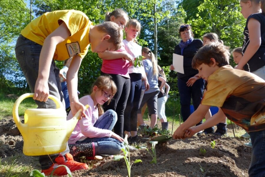 Voller Tatendrang machten sich die Kinder der Klasse 3a ans Werk, um dem Schulgarten der Amtsberger Grundschule im Ortsteil Dittersdorf neues Leben einzuhauchen. 