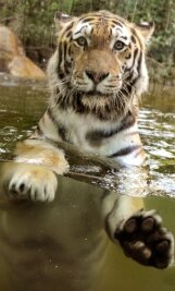 Amur-Tiger im Leipziger Zoo von seinem Rivalen getötet -  Tiger Mischa hinter einer großen Glasscheibe in einem Pool in der Tigertaiga. Nun ist der prächtige Kater tot. 
