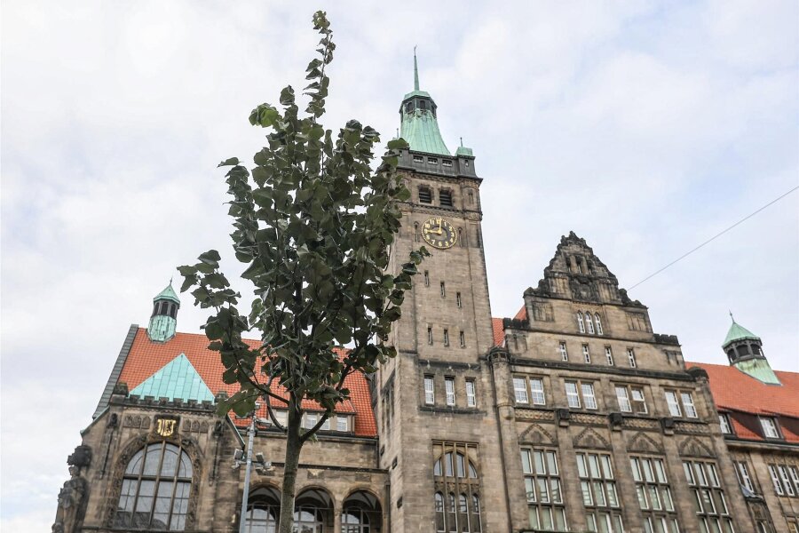 „An Peinlichkeit nicht zu übertreffen“: Das sagen Passanten zum neuen Chemnitzer Marktbaum - Seit Freitag ziert eine Silberlinde den Chemnitzer Markt.