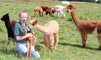 Andentiere aus Langenbernsdorf helfen bei Stressabbau - Gerd Schittko hält den jüngsten Bewohner des Hofes liebevoll im Arm. Das kleine Alpaka erblickte erst vergangene Woche das Licht der Welt.