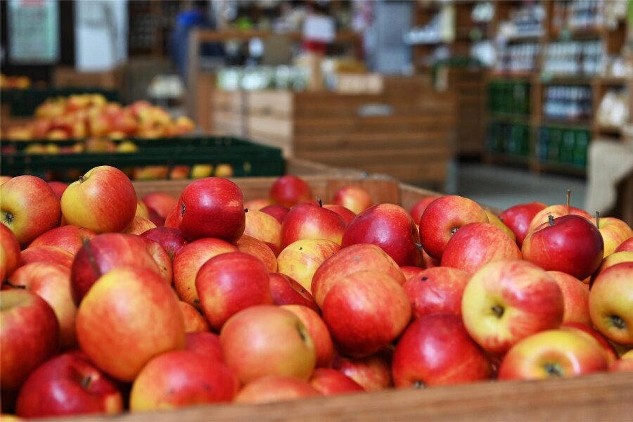 Angebot in Schwarzenberg: Vom prallen Apfel zum Saft - Die Apfelernte hat begonnen. Und es gibt wieder das Angebot von der Frucht zum Saft.