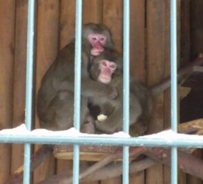 Annaberg-Buchholz: Affenkälte lässt Makaken frieren - Erna und Momo kuscheln in ihrem Gehege am Pöhlberg ganz eng aneinander. Die beiden Makaken-Affen versuchen so, sich zu wärmen.