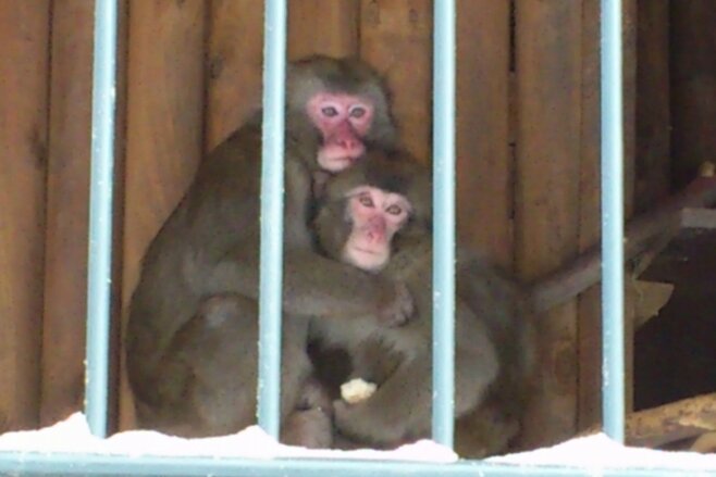 Annaberg-Buchholz: Affenkälte lässt Makaken frieren - Erna und Momo kuscheln in ihrem Gehege am Pöhlberg ganz eng aneinander. Die beiden Makaken-Affen versuchen so, sich zu wärmen.