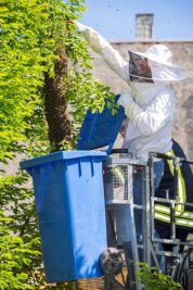 Annaberg-Buchholz: Bienenschwarm sorgt für Drehleitereinsatz - 