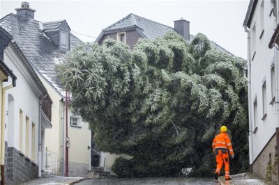 Annaberger Weihnachtsbaum steht - Der Baum wird durch die engen Gassen von Buchholz "gefädelt".