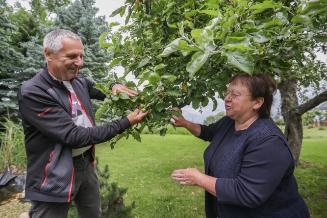 Ansturm auf Gärten in der Region - Annelie und Rainer Goldammer haben ihren Obst- und Gemüsegarten im Burgstädter Ortsteil Herrenhaide vorgestellt, wo unter anderem ein 80 Jahre alter Apfelbaum der Sorte Renette steht. 