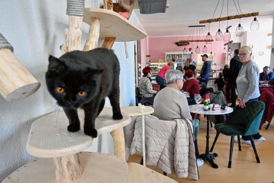 Ansturm zur Eröffnung im Chemnitzer Katzencafé "Ciao Mau" - Katze Shuri scheint ebenso neugierig auf die Gäste wie diese auf sie. 