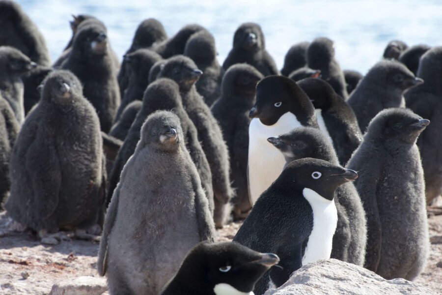 Antarktis-Konferenz: Neues Schutzgebiet ausgerufen - Adeliepinguine und ihr Nachwuchs.