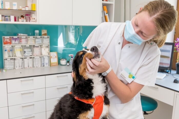Tierärztin Sarah Krause mit Berner Sennen-Hündin Alva in der Tierklinik Marienberg. Auch dort wird eine Petition unterstützt, die sich gegen einen EU-Plan zum Einsatz von Antibiotika bei Haustieren richtet.