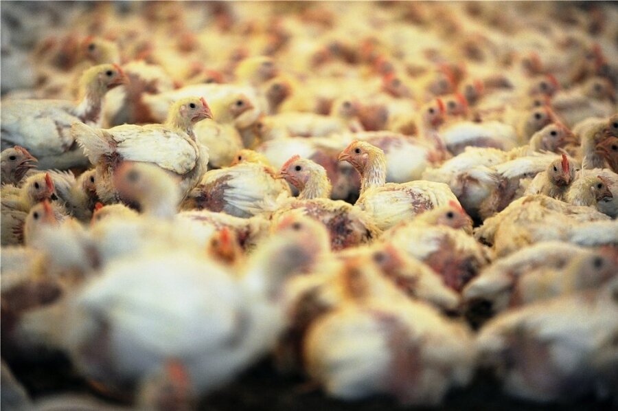 Ursache Massentierhaltung: Tausende Jungtiere in einem Hähnchenstall.