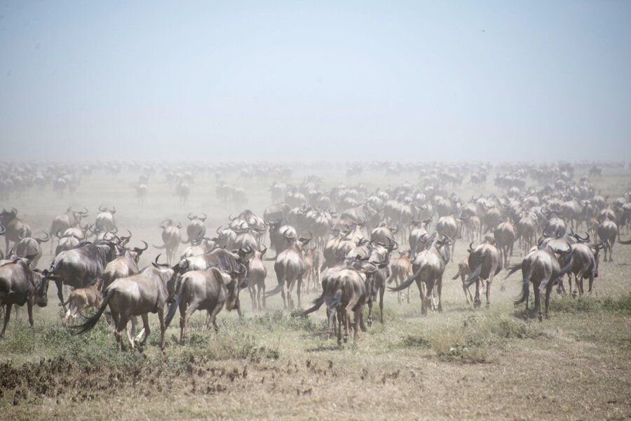 Antilopen am Weißen Nil: Gigantische Tierwanderung - Tausende Gnus im Serengeti Park (Archivbild).