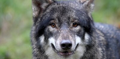 Anzahl der Wolfsrisse steigt in Sachsen - mehrere Schafe in Mildenau getötet - Der Wolf hat längst auch die Erzgebirgswälder erobert. Eine territoriale Zuordnung des Tieres, das für die Risse in Mildenau verantwortlich ist, kann allerdings noch nicht vorgenommen werden. Die Ergebnisse der genetischen Untersuchung stehen noch aus. 