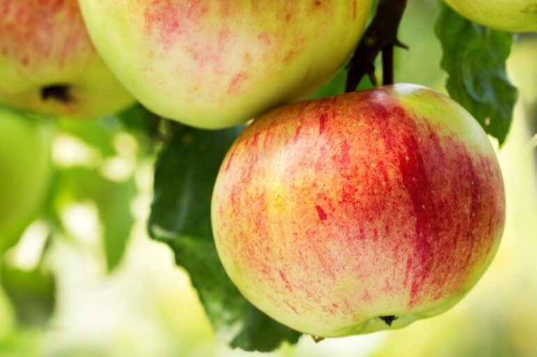 Äpfel sind mehr als Obst. Die Frucht ist aufgeladen mit vielen Themen, von Sünde über Migration und Normierung bis Klimawandel. Darum sollen beim Projekt "We Parapom" Apfelbäume auf einer Linie quer durch die Stadt gepflanzt werden. Das soll auch die Anwohner zusammenbringen. 