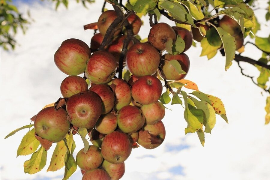 Apfelernte im Obstgut Seelitz geht zu Ende - 