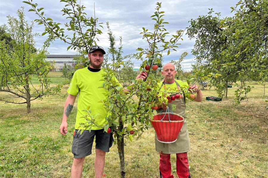 Apfelernte in und um Chemnitz: Diese Tipps gibt ein Landwirt - Tommy Schottenhammel (links) und Jens Bauch pflückten mit vielen anderen ehrenamtlichen Helfern die Bäume auf der Obstwiese leer.