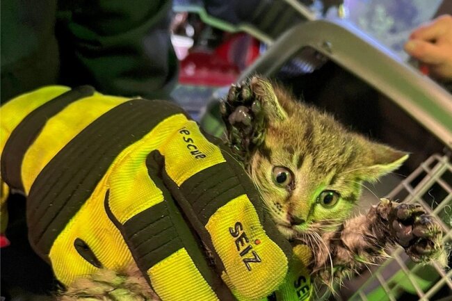 Huch, das krabbelt! Das Kätzchen im sicheren Griff der Feuerwehr. 