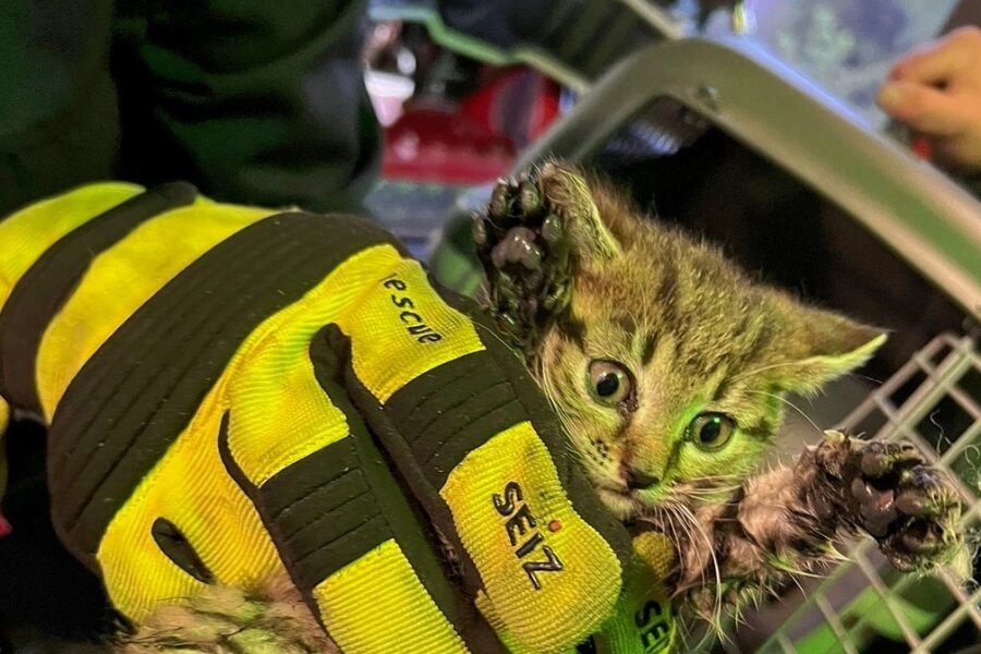 Huch, das krabbelt! Das Kätzchen im sicheren Griff der Feuerwehr. 