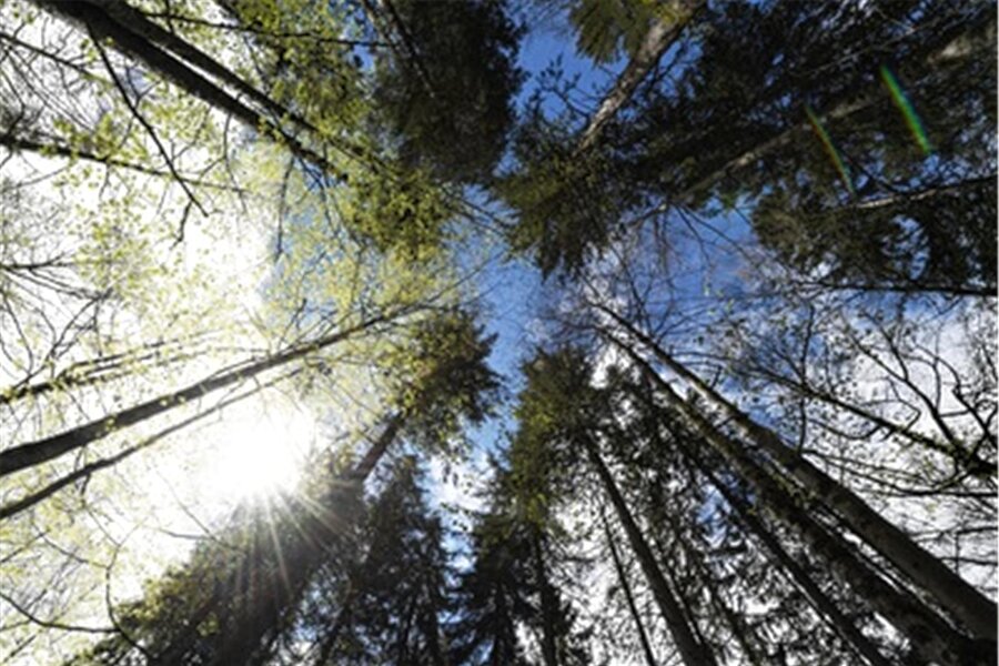 Auerbach: Kosten für Waldpflege rutschen nicht ins Minus - Die Gemeinde Auerbach hat etwa 46 Hektar eigenen Wald, den sie bewirtschaftet.