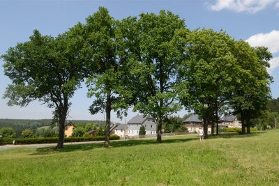 Auerbach: Streit um Baumfällungen für Feuerwehrdepot Schnarrtanne beigelegt - Die Fläche an der Schönheider Straße in Schnarrtanne, auf der das neue Feuerwehrdepot gebaut werden soll. Voraussichtlich zwei der acht Bäume müssen dafür weichen.
