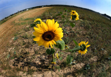 Auf Bilderbuch-September folgt zunächst trüber Oktober - Tschüss, Sommer 2016! Einsam steht diese Sonnenblume auf einem Feld in Rossau (Mittelsachsen).