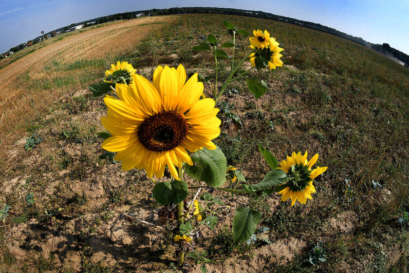 Auf Bilderbuch-September folgt zunächst trüber Oktober - Tschüss, Sommer 2016! Einsam steht diese Sonnenblume auf einem Feld in Rossau (Mittelsachsen).
