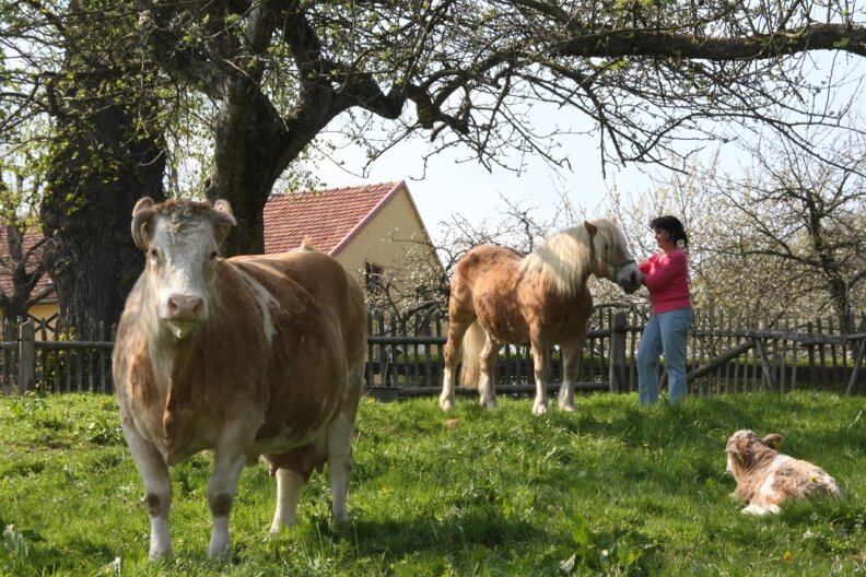 
              <p class="artikelinhalt">Frühlingsidylle auf dem Ferienhof: Kerstin Richter mit ihrem unzertrennlichen "Dream-Team" Pferd Max und Kuh Gretel mit ihrem Kälbchen, das sie Liesel oder Gretelchen nennen. </p>
            