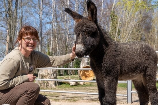 Auf ein tierisch gutes Jahr 2020! - Die Überraschung des Jahres: Eigentlich gilt die Esel-Familie im Falkensteiner Tiergarten als komplett - der Chef der Herde ist kastriert. Doch dann kommt im März 2019 plötzlich eine kleine Stute zur Welt. Ups! Das Tier darf bleiben - und bekommt den Namen Fanny. 