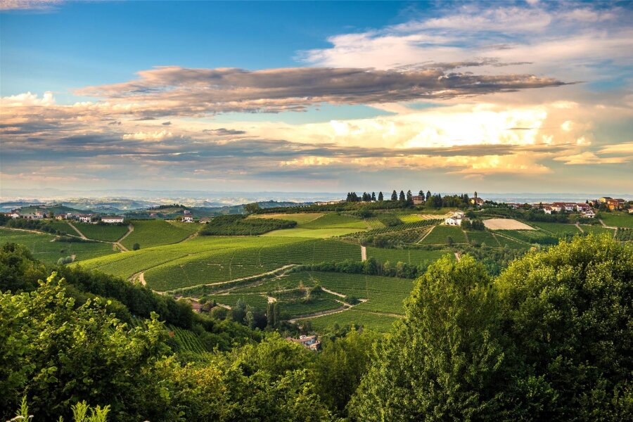 Auf Trüffeljagd im Piemont - Das Piemont ist eine Region im Nordwesten Italiens, geprägt durch Weinberge, Haselnussplantagen und kleine Städtchen. Irgendwo, versteckt in der Erde, wächst eines der teuersten Lebensmittel der Welt.